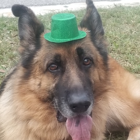 Meet your Posher, Christopher - Picture 1 of 1